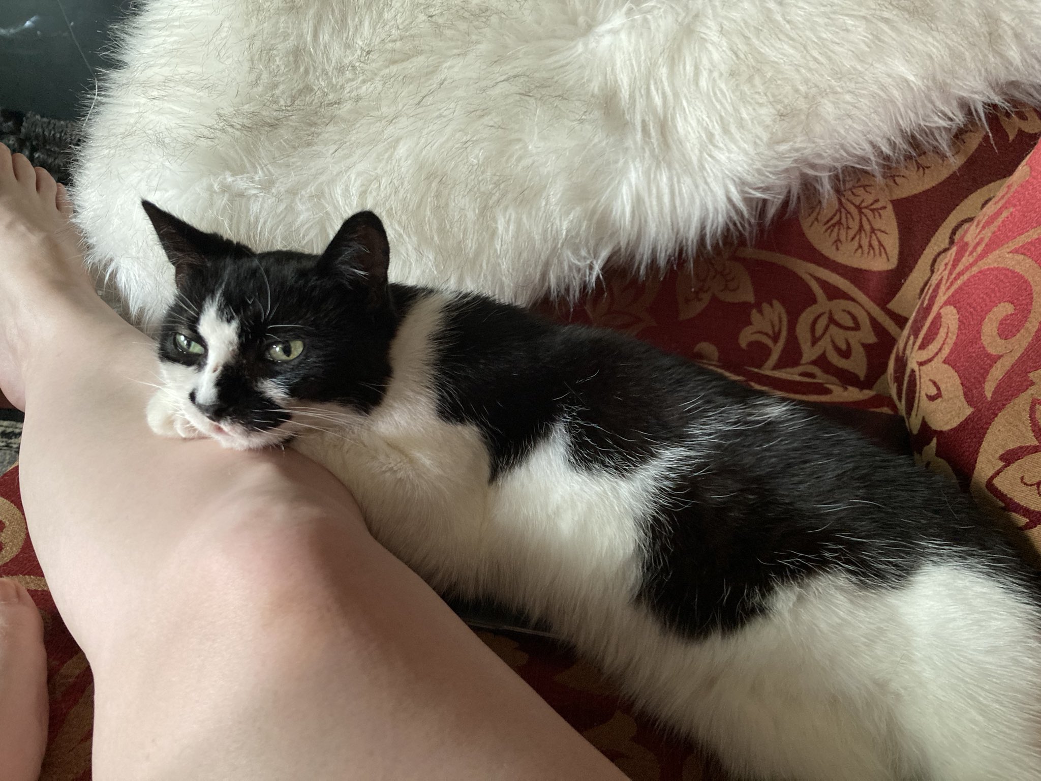 Insert trendy bandwagon topic with emojis here on Twitter "Looks like