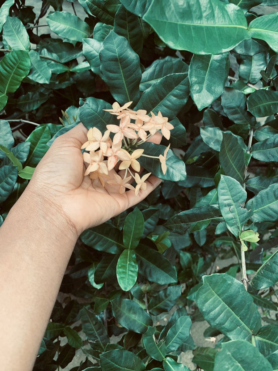 trafficbutter's tweet photo. "@adiahausoro_: @Generous_ojas Remember when I said my Dad is a plant lover like you! I’m soaking in all these fresh air and greenery as Lagos is full of CO2 and traffic 🌚🥲 #naijadigitalgirl #explorecalabar https://t.co/CJtjHE0hf6