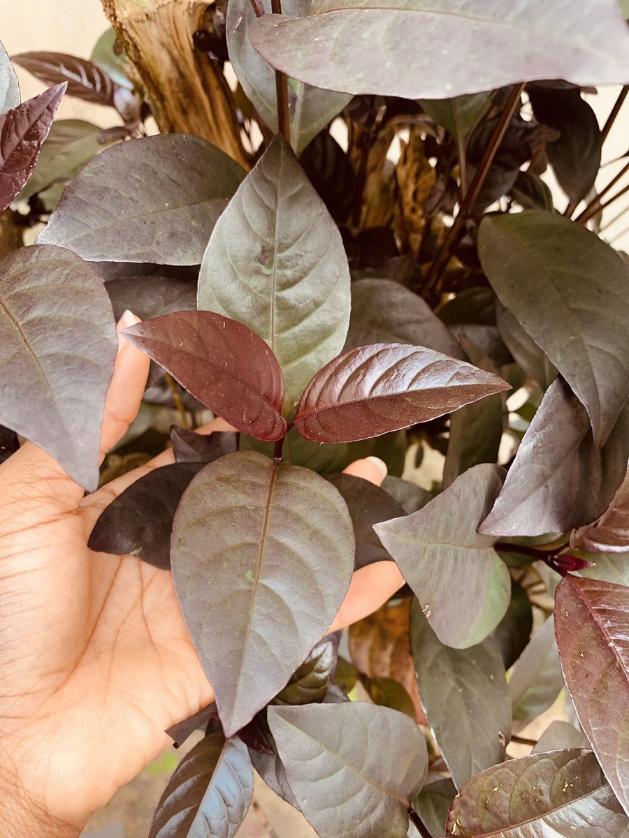 trafficbutter's tweet photo. "@adiahausoro_: @Generous_ojas Remember when I said my Dad is a plant lover like you! I’m soaking in all these fresh air and greenery as Lagos is full of CO2 and traffic 🌚🥲 #naijadigitalgirl #explorecalabar https://t.co/CJtjHE0hf6