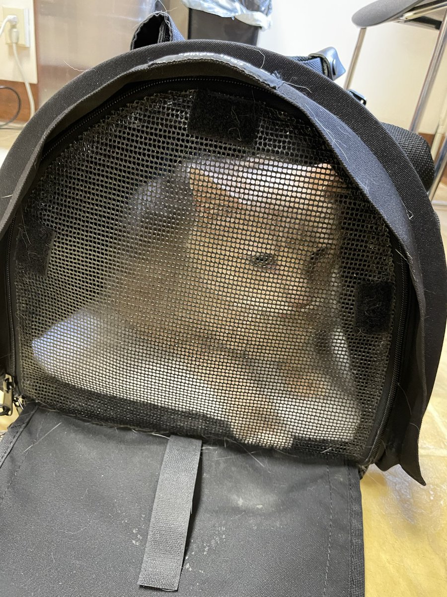 riley_fat's tweet photo. Had IV fluids, antibiotics, anti sickness and 💩 meds, and took blood! The vet is the worst 😾 https://t.co/wCSG85jZQX