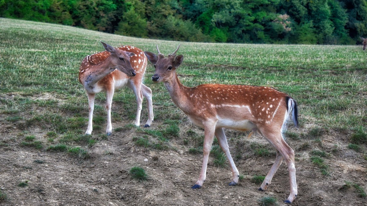 openphoto's tweet photo. Find images for any design project on https://t.co/jNX8xY43B8

Roe Deer and Fawns

#Download Free Images &amp; Pictures #Royalty-Free #Free pictures #free photography #free_photo_downloads #openphoto #Roe Deer #Fawns #nature #wild life #animals https://t.co/jUtEwjEFRd