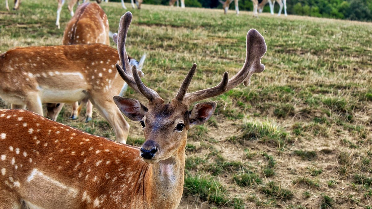 openphoto's tweet photo. Find images for any design project on https://t.co/jNX8xY43B8

Roe Deer and Fawns

#Download Free Images &amp; Pictures #Royalty-Free #Free pictures #free photography #free_photo_downloads #openphoto #Roe Deer #Fawns #nature #wild life #animals https://t.co/m2wVZWh3yl