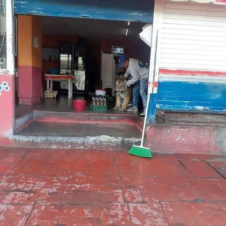 —Ya te dije que no queremos Zucaritas
 —Pero si son grrrquisimas