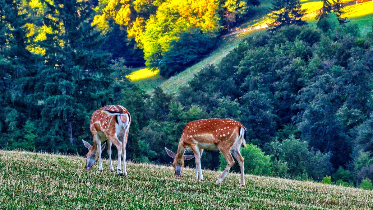 openphoto's tweet photo. Find images for any design project on https://t.co/jNX8xY43B8

Roe Deer and Fawns

#Download Free Images &amp; Pictures #Royalty-Free #Free pictures #free photography #free_photo_downloads #openphoto #Roe Deer #Fawns #nature #wild life #animals https://t.co/HhNIr4ysPz