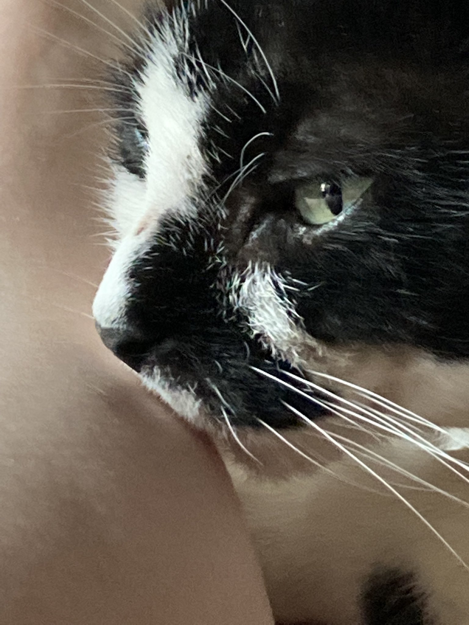 Insert trendy bandwagon topic with emojis here on Twitter "I don’t