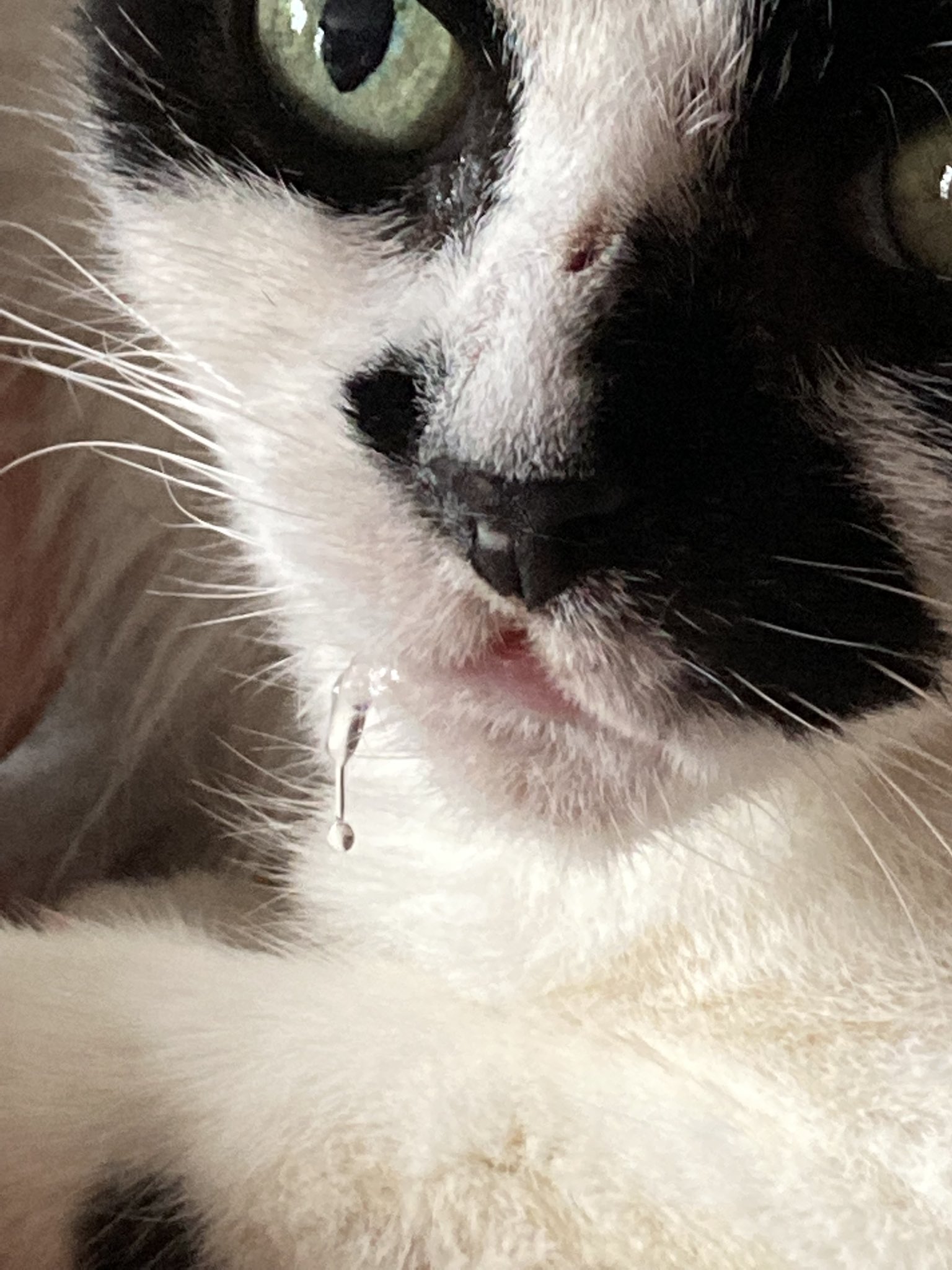 Insert trendy bandwagon topic with emojis here on Twitter "https//t