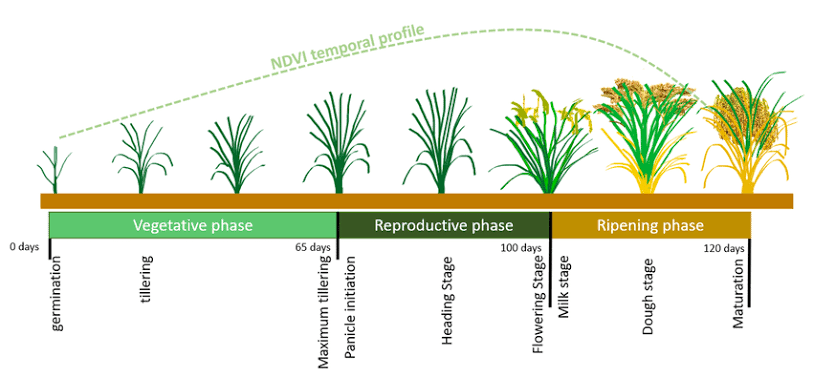 RjAtifAyub's tweet photo. Graphical representation of Rice Plant Stages ๐พ#rice #plantcare #drought #researchLine #genetics https://t.co/uI9XsqHaAg