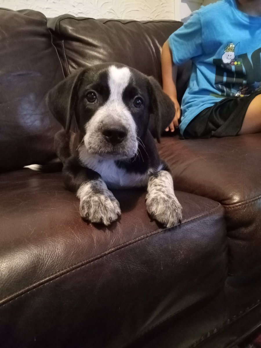 MandiKennedy249's tweet photo. @pkligerman This is my brother's new puppy "Barker Kligerman" he'll be with us @WGI cheering you on! #nascarpup https://t.co/6j11hJqXqx