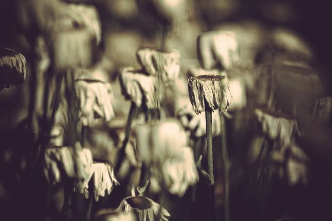 Yasağ etdi temâşâ-yı bahârı çeşm-i hûn-pâşa

Tehîdir çünkü verd-i rûy-ı âlinden çemen şimdi
|Fennî
***
(Senin yüce gül gibi yüzün bahçede yok diye kanlar saçan gözüm baharı seyretmemi yasakladı.)