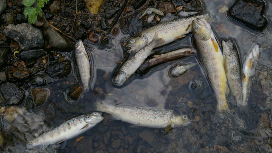 iciarmorique's tweet photo. Côtes-d’Armor : des centaines de poissons retrouvés morts dans le Jaudy après une pollution, une enquête a été ouverte. 
➡️ https://t.co/g55etUvx9o https://t.co/0m4gUk5YqP