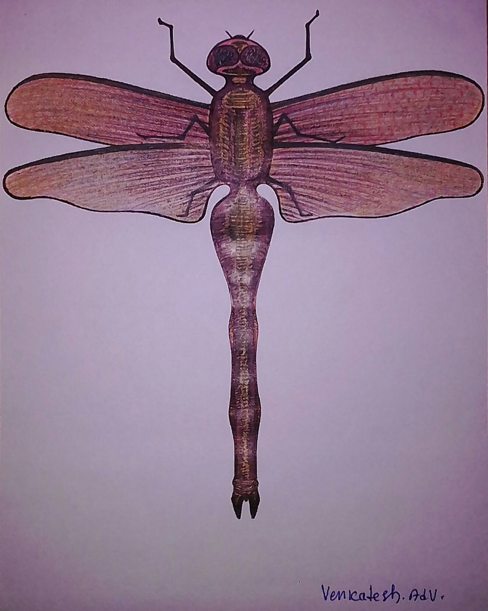 v_vemisetty's tweet photo. #artbyvenkateshadv  #art
#artwork  #drawing  
#drawingwithcolourpencils 
#drawingwithsketchpens 
#drawingwithballpen 
#originalart  #artoftheday 
# dragonfly https://t.co/wL9ZP8BcCO