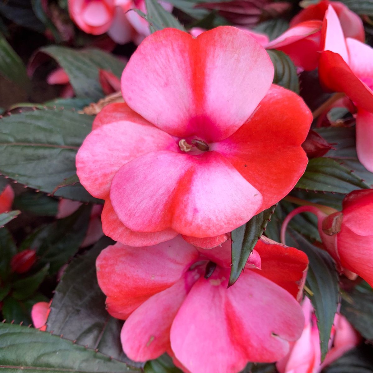 jackdunckley's tweet photo. Check out these beautiful Impatiens Walleriana aka Busy Lizzie I found planted in a local park. So nice to see some colour! 🌺

#landscaping #gardens #gardensofinstagram #JackDunckley #gardendesign #designer #planting #plants #WestSussex #flowers #summer #fullbloom #Parks https://t.co/G8Lr24m3lb