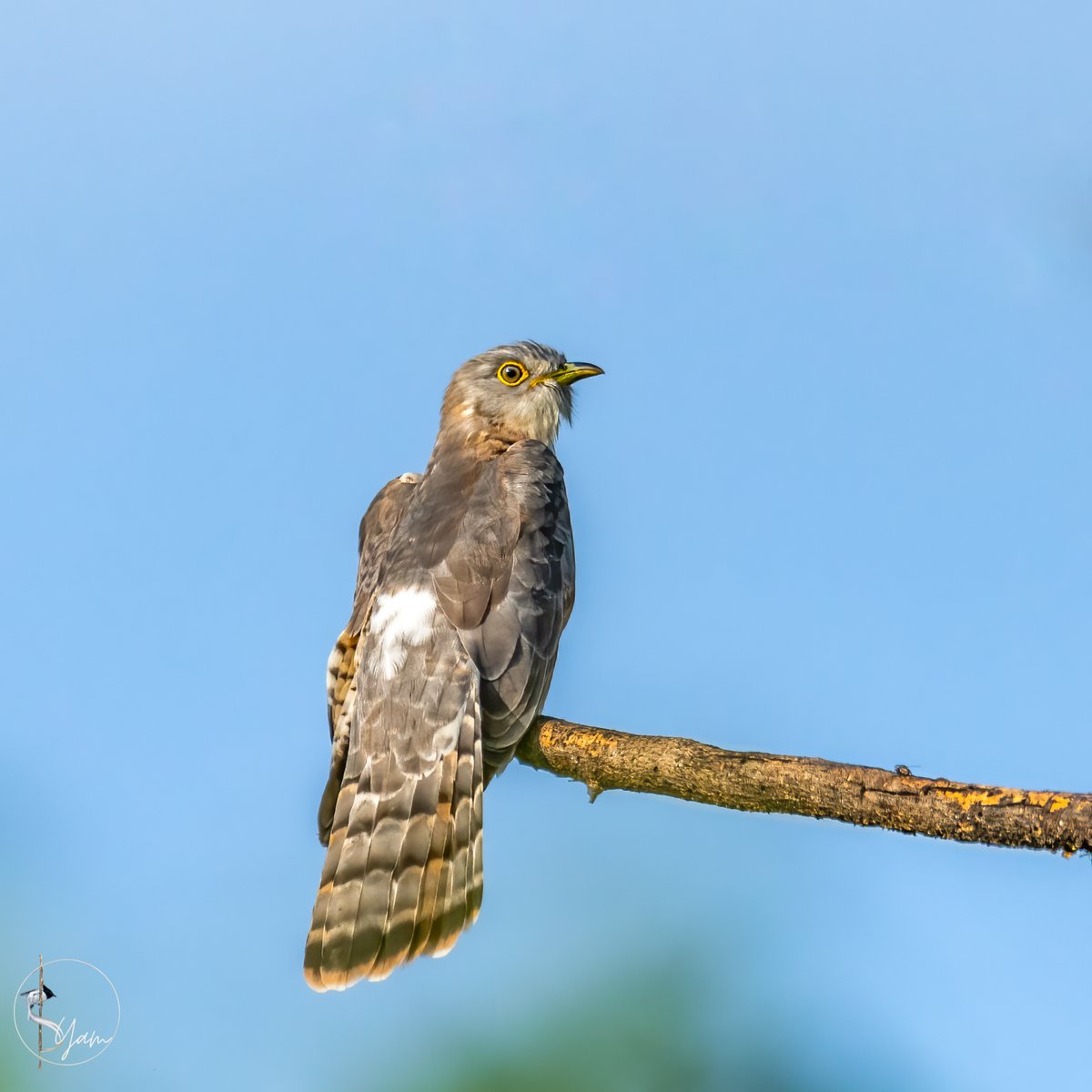 SyamPotturi's tweet photo. The one with melodious song!
Common Hawk-Cuckoo
Ameenpur Lake, Hyderabad, Telangana
Aug2022
https://t.co/M0jkRokoJ1
#commonhawkcuckoo
#IndiAves #birdwatching #birdphotography #birds #BirdsSeenIn2022 #TwitterNatureCommunity
#AmeenpurBHS https://t.co/p7wt6YDgzc