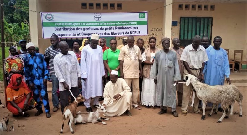 WHH_CAR's tweet photo. Distribution de caprins et ovins aux groupements et cooperatives des eleveurs des prefectures de la #Ouaka, #Vakaga et #BamimguiBangoran dans le Cadre du projet de relance Agricole et du Development de l'Agrobusiness en Centrafrique #PRADAC. #banquemondiale #WHH #RCA https://t.co/OYM2ppuU0E