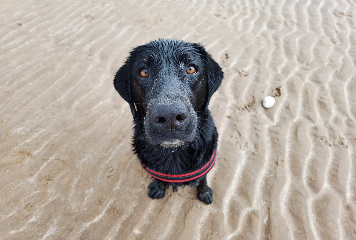 BlairDurno's tweet photo. Nothing better than Beach Walks. #Huawei #HuaweiP40Pro #CapturedOnHuawei #LoveMyHuawei #MyHuaweiMoment #HuaweiCommunity #Arbroath @HuaweiMobileUK @HuaweiMobile https://t.co/qL3UyGlp7r