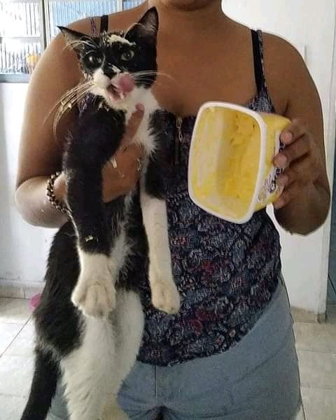 MyCatsYouCats's tweet photo. Se vive hoy y mañana anda a saber... https://t.co/RSGiv522aV