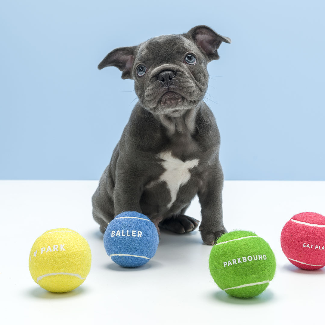 AmericasMartATL's tweet image. The dog days of summer are here, but we'd still play outside with this pup 🐶 and Gummi Pets toys! Find Gummi in @KA_studio during Fall Market. #AtlMkt