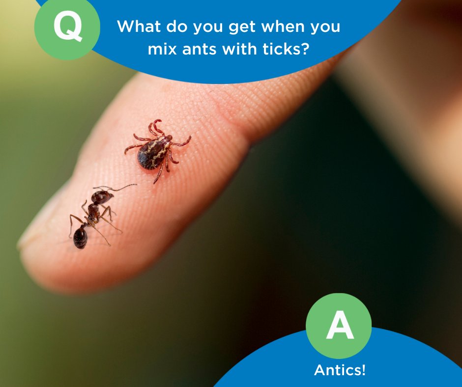 PestDefense's tweet photo. #FridayBugFun https://t.co/qJvuny0MEp