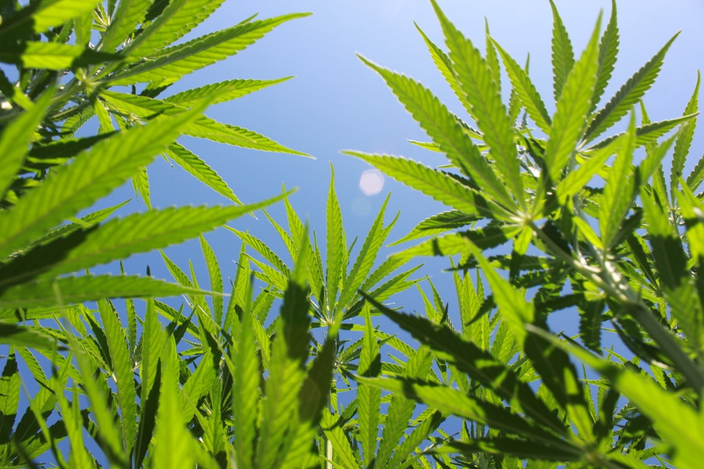 PureValleySol's tweet photo. We have been farming in Oregon since the 1950’s. We take pride in producing the highest-quality hemp products, and that starts with quality farming. All our hemp is Oregon grown with you in mind.

Full Spectrum • 4,000 mgs
Farm to Bottle • $39.99

https://t.co/0htyEHTaNM https://t.co/zd7qkTN9cC