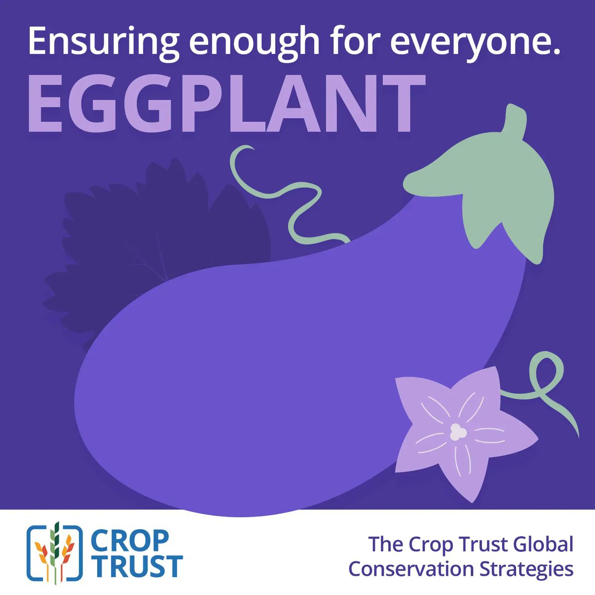 Our mission is to safeguard crop diversity – all the plants we eat and their wild, uncultivated relatives – for everyone, forever. 

Eggplant 🍆 is one of the key crops for developing such a plan – through global conservation #cropstrategies.

More 👉buff.ly/3QhwcfW