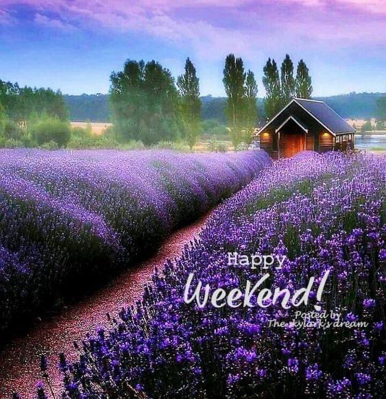 AuthorJoeNBrown's tweet photo. @Rosaserhane @raafat_saleh My weekend starts here, oh and I Love the #PurpleFields ๐ https://t.co/DNcGMLSfnY