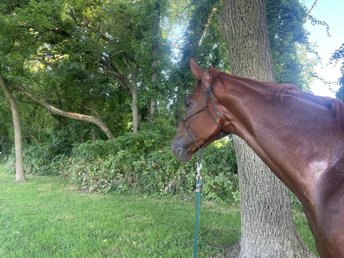 #Steadyjohn looking ahead😀<a href="/A_Suarez_jockey/">Angel Suarez Medero</a>