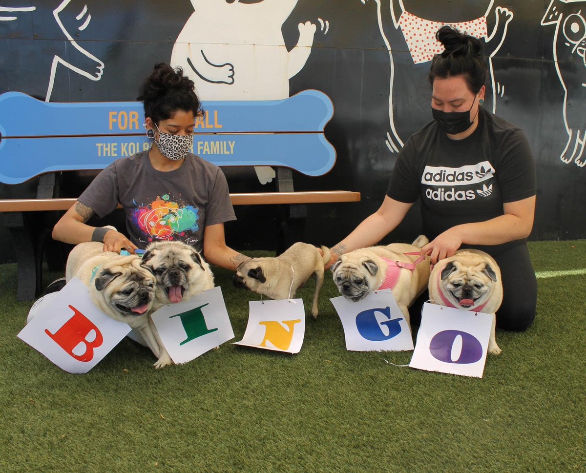 Pug Nation Rescue LA tweet media