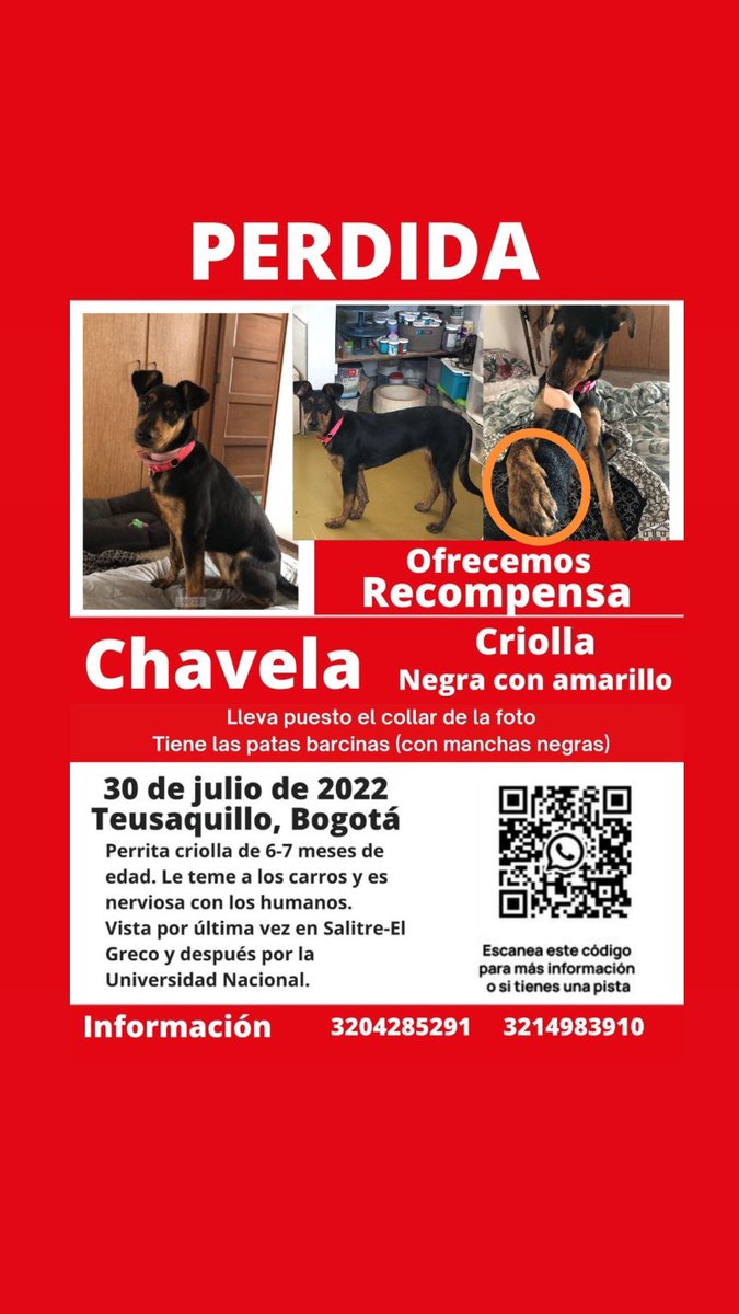 asarriamolano's tweet photo. Nada que aparece Chavelita. Por favor sigan ayudándonos a difundir. Hasta que no tengamos más pistas es lo mejor que podemos hacer para que alguien la vea, o si la encontraron que sepan que la estamos buscando. Gracias por seguir ayudando 🙏🏽 https://t.co/gbJ0sEG8t3