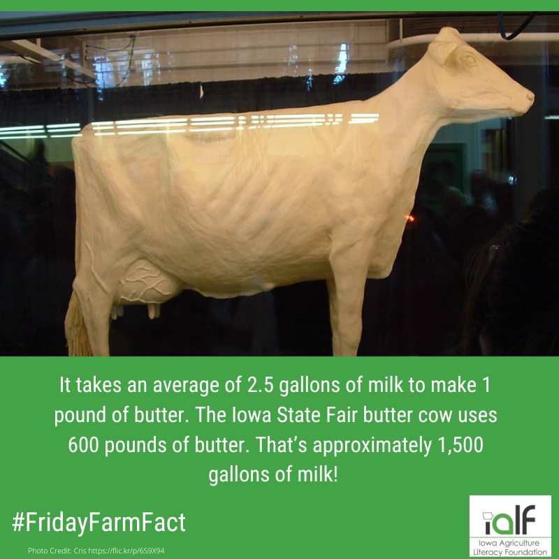 IowaAgLiteracy's tweet photo. The Iowa State Fair is less than a week away! Will you be checking out the butter cow? Comment below your favorite sculpture at the fair.

#FridayFarmFact https://t.co/yZ4HiJWCKQ