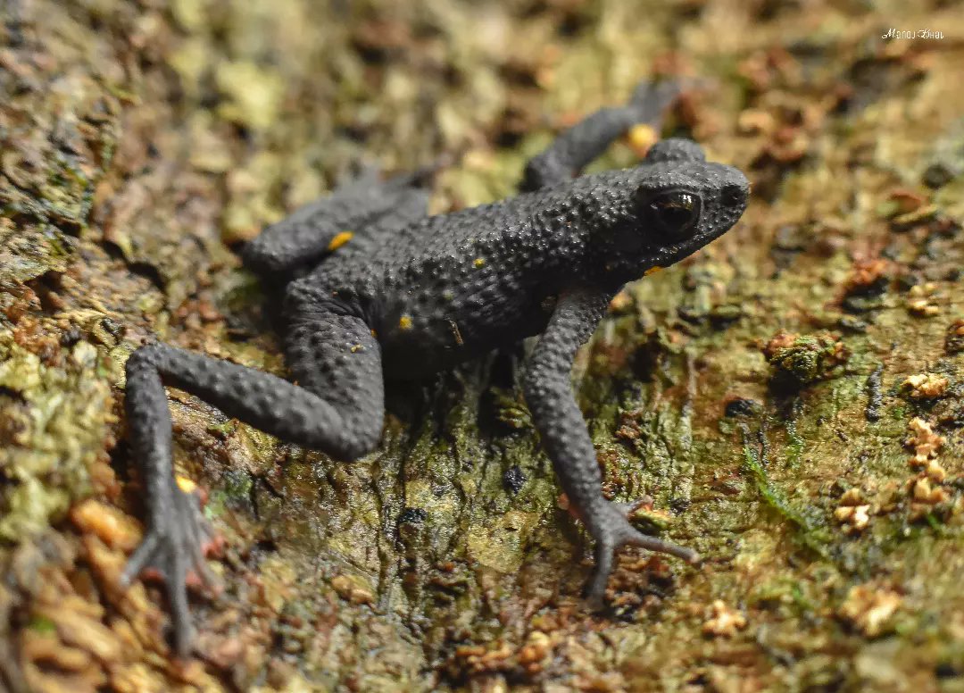 Manoj_Bhat_'s tweet photo. Malabar Torrent Toad
A lifer which we never hoped to find on our not so serious herping trail
#frogsofkarnataka #malabartorrenttoad #westernghats #frigsofindia #herping #amphibiansofinstagram #amphibians #nikon #macrophotography #frogwatch
#TwitterNatureCommunity https://t.co/MAZrVFvzhZ