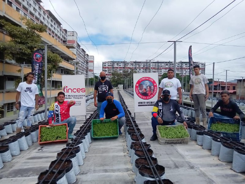 Incesocialista's tweet photo. Hoy #5Ago siembra del Techo Verde de la UENB 23 de Enero de 400o plantas de pimentón. 

Alianza INCES, MIPPAU, Fundacion Tres Raíces y la Comuna Hugo Chavez.

#FórmateConElInces #VenezuelaEsPaz 
@_LaAvanzadora @WuikelmanAngelP https://t.co/iIVS0FyjuY