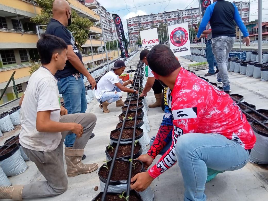 Incesocialista's tweet photo. Hoy #5Ago siembra del Techo Verde de la UENB 23 de Enero de 400o plantas de pimentón. 

Alianza INCES, MIPPAU, Fundacion Tres Raíces y la Comuna Hugo Chavez.

#FórmateConElInces #VenezuelaEsPaz 
@_LaAvanzadora @WuikelmanAngelP https://t.co/iIVS0FyjuY