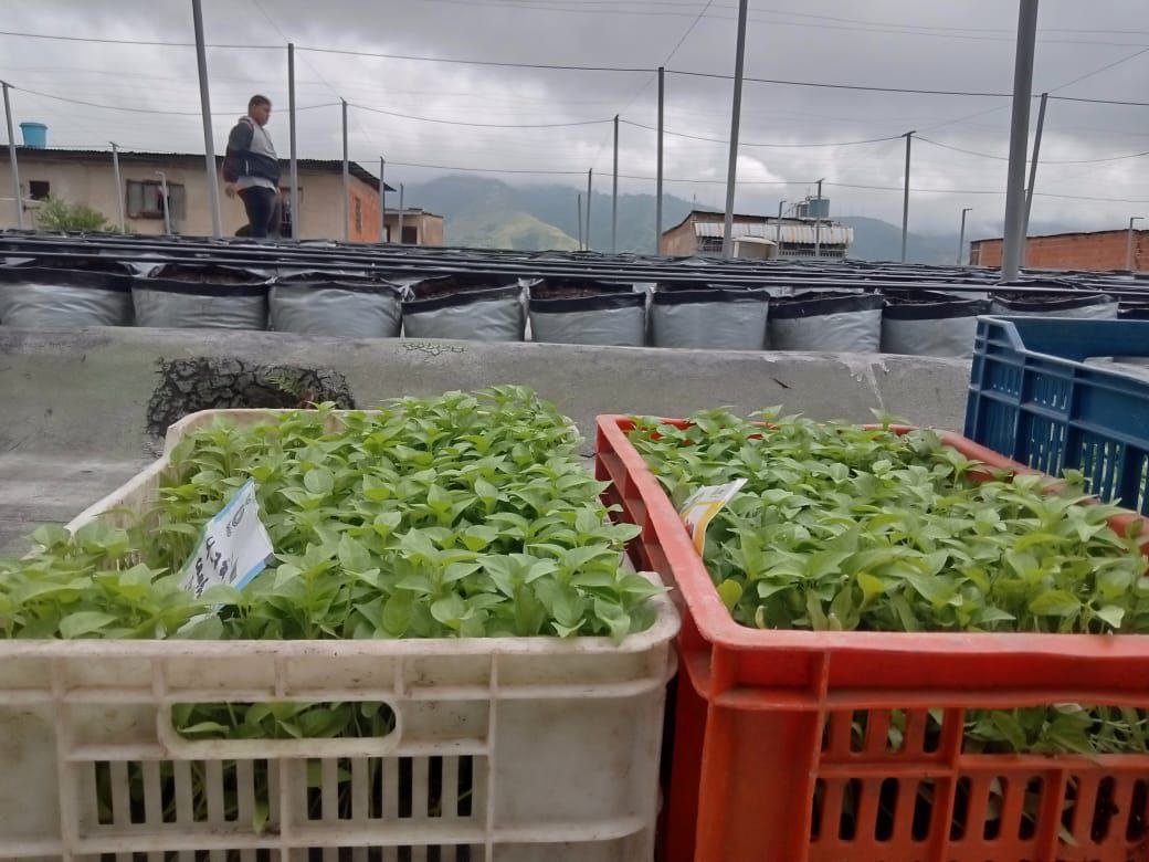 Incesocialista's tweet photo. Hoy #5Ago siembra del Techo Verde de la UENB 23 de Enero de 400o plantas de pimentón. 

Alianza INCES, MIPPAU, Fundacion Tres Raíces y la Comuna Hugo Chavez.

#FórmateConElInces #VenezuelaEsPaz 
@_LaAvanzadora @WuikelmanAngelP https://t.co/iIVS0FyjuY