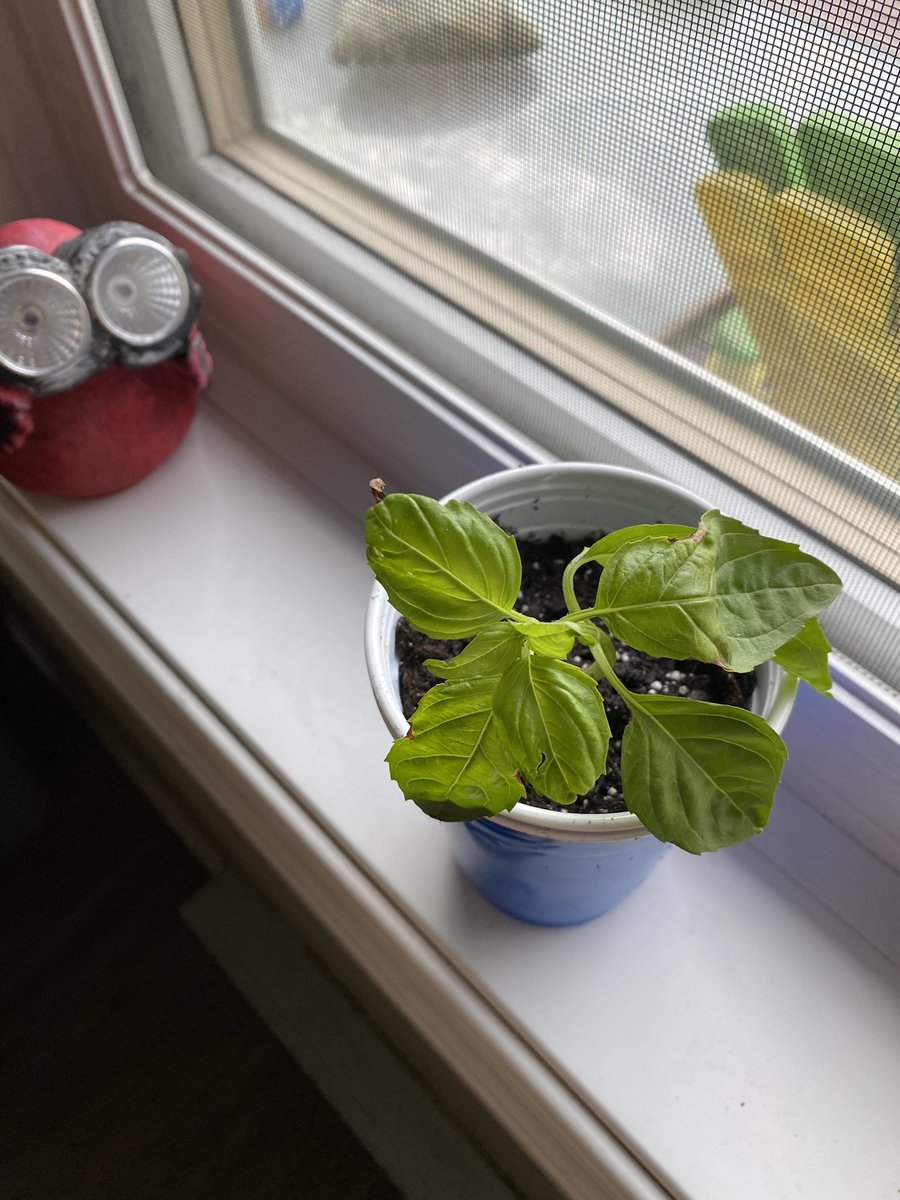Cjames55149's tweet photo. Check it out🔭first time “cloning” anything😀 just a glass of water changed other day or two🤩 planted in a cup of happy frog, let’s hope for the best🤞#cloneyourown #basil #growyourown https://t.co/drxO2xpXet