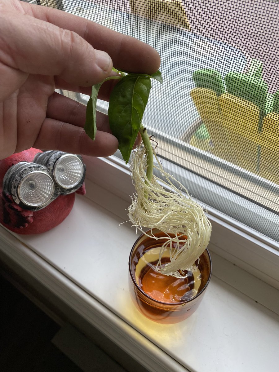 Cjames55149's tweet photo. Check it out🔭first time “cloning” anything😀 just a glass of water changed other day or two🤩 planted in a cup of happy frog, let’s hope for the best🤞#cloneyourown #basil #growyourown https://t.co/drxO2xpXet