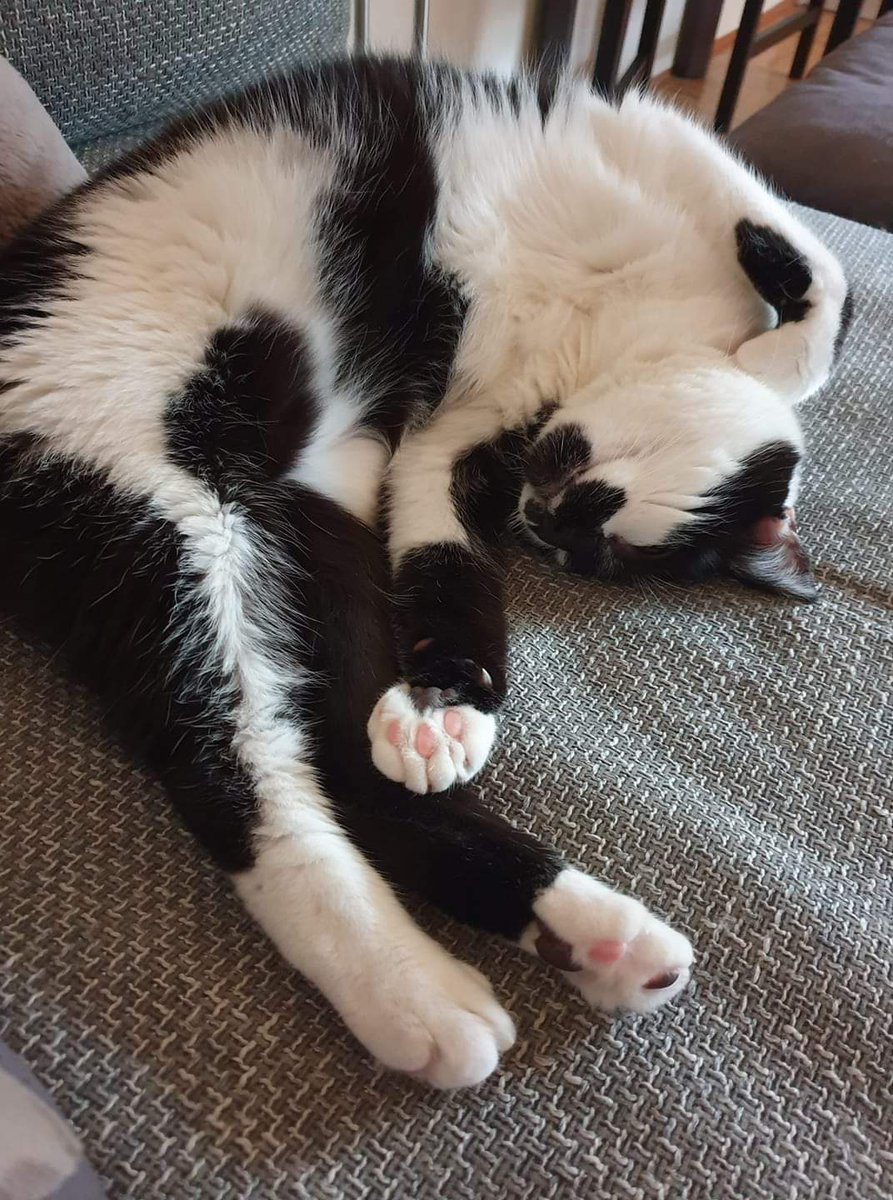 leuchtpenis's tweet photo. Und ihr Lappen wie geht's euch so ? 😉
#CatsOfTwitter #catadicct https://t.co/fe16Y8CMgv