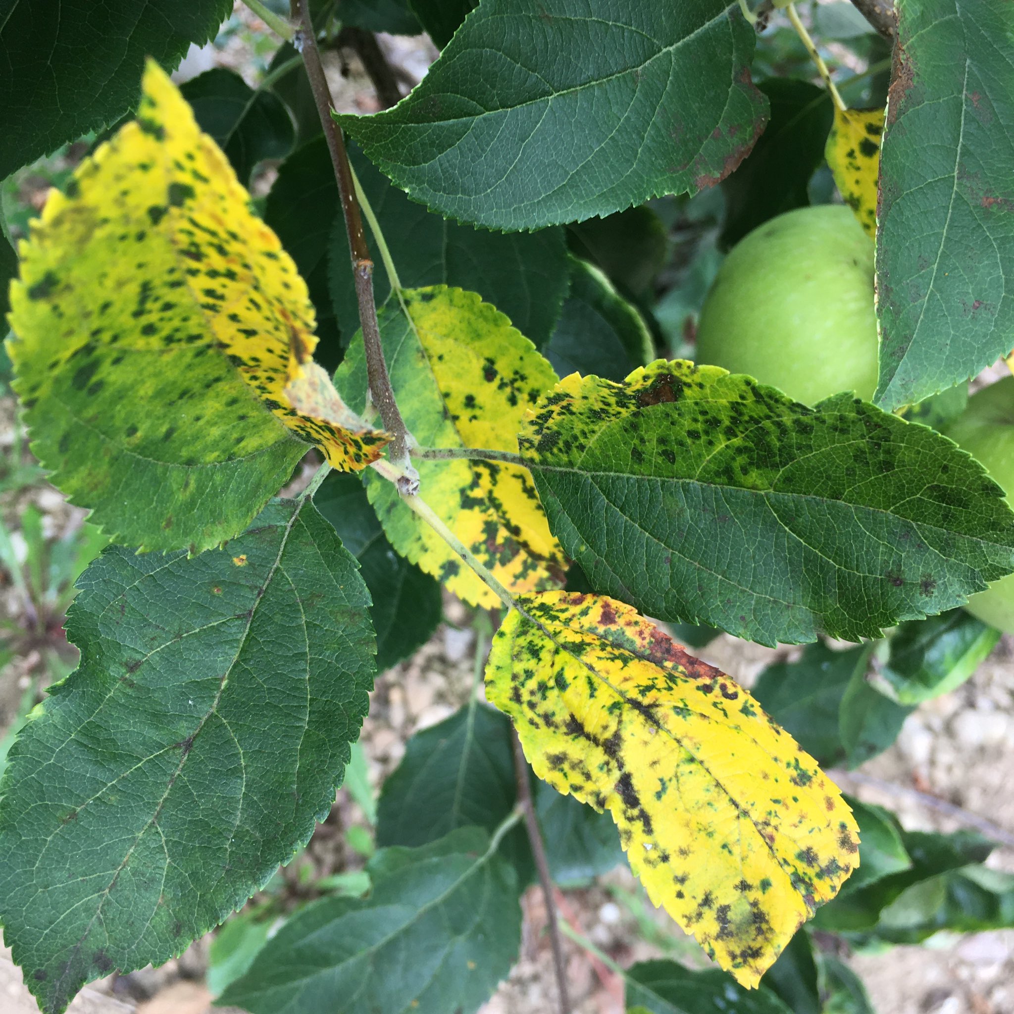 apple tree leaves falling off