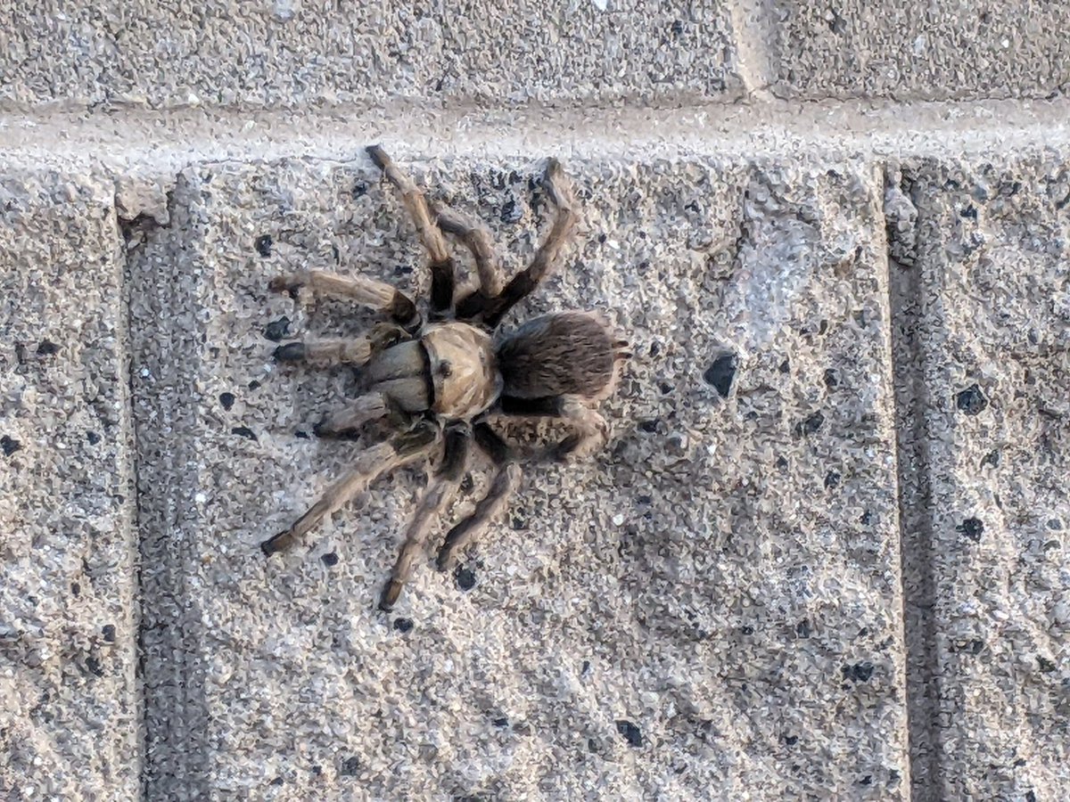 Spied this tarantula on my morning walk :)