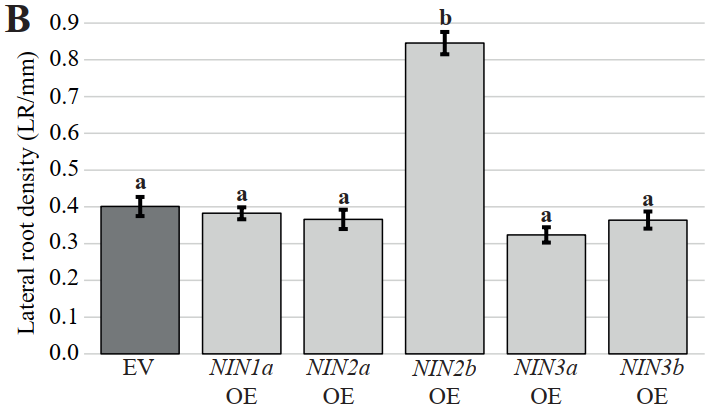 EndoSymb's tweet photo. My paper on the role of NIN in the sister of the nitrogen-fixing clade is now accepted.
It surprised us, but we find LCO-induced NIN orthologs in Poplar, and a possible ancestral function for NIN in regulating root architecture in response to mycorrhizae https://t.co/knotKHwnyp