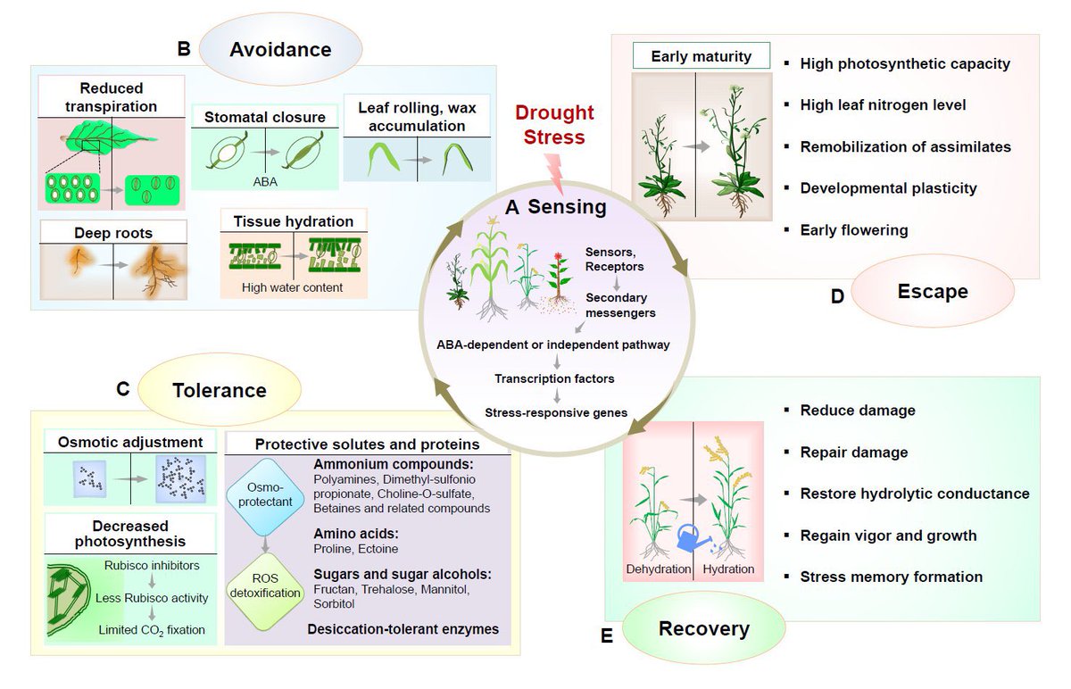 Delighted to share paper published in Plant Communications. Engineering drought and salinity tolerance traits in crops through CRISPR-mediated genome editing: Targets, tools, challenges, and perspectives cell.com/plant-communic…