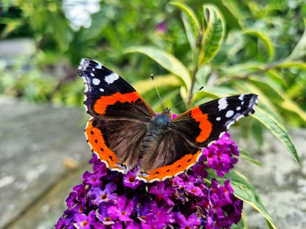 I do love a Red Admiral 🦋
#ButterflyCount #butterflies #nature #photo #beauty