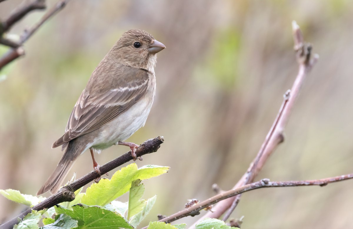 AlexPenn_1's tweet image. A new breeding species for Fair Isle this year, as a pair of Common Rosefinch have nested at the Obs, successfully fledging one youngster! It&apos;s been a real privilege to keep an eye on them, and brilliant to now see the juvenile out exploring the isle
