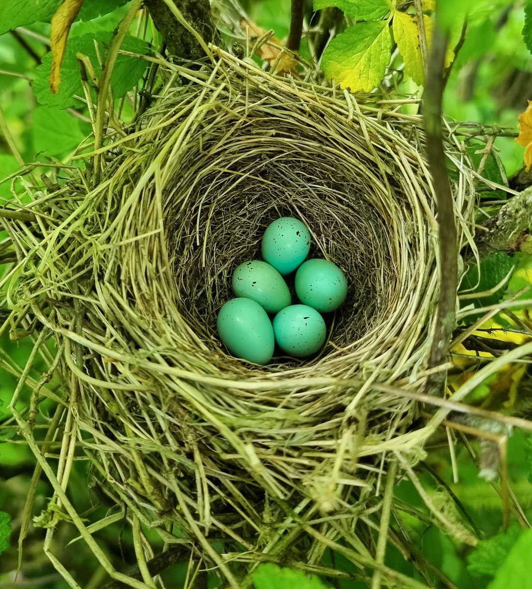 AlexPenn_1's tweet image. A new breeding species for Fair Isle this year, as a pair of Common Rosefinch have nested at the Obs, successfully fledging one youngster! It&apos;s been a real privilege to keep an eye on them, and brilliant to now see the juvenile out exploring the isle