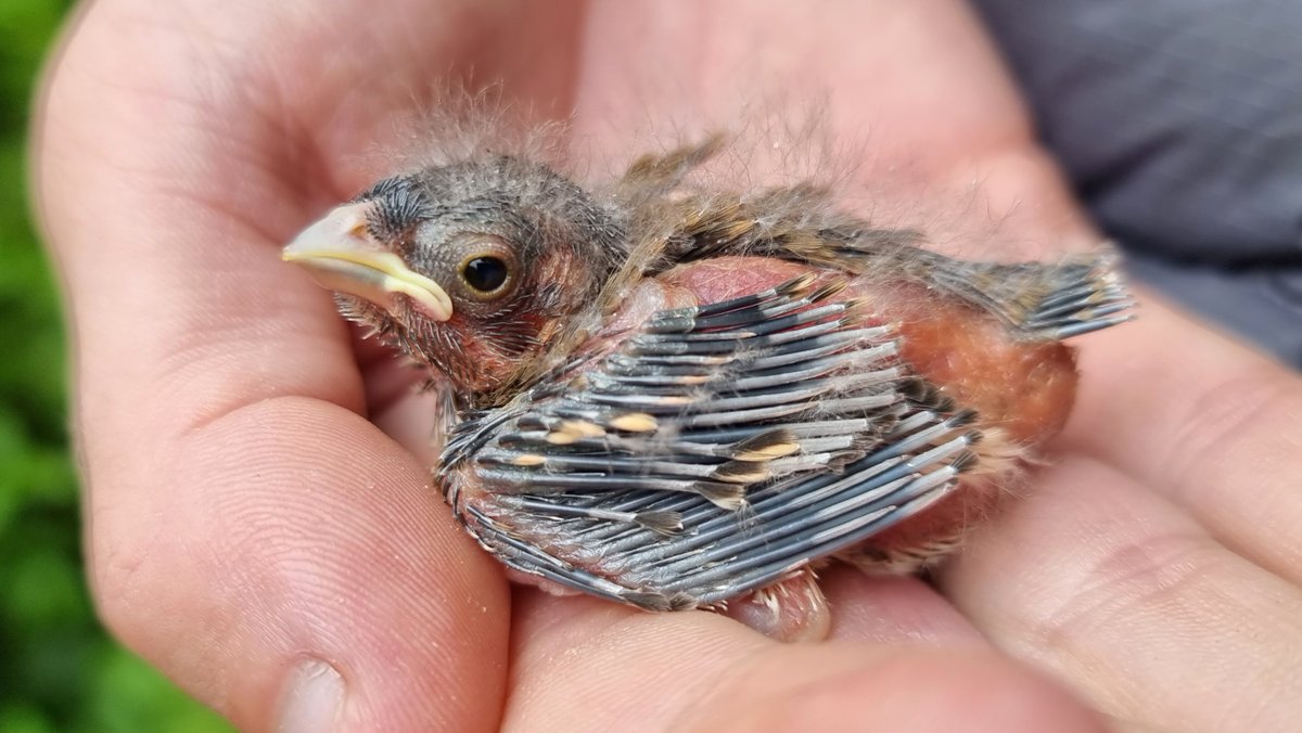 AlexPenn_1's tweet image. A new breeding species for Fair Isle this year, as a pair of Common Rosefinch have nested at the Obs, successfully fledging one youngster! It&apos;s been a real privilege to keep an eye on them, and brilliant to now see the juvenile out exploring the isle