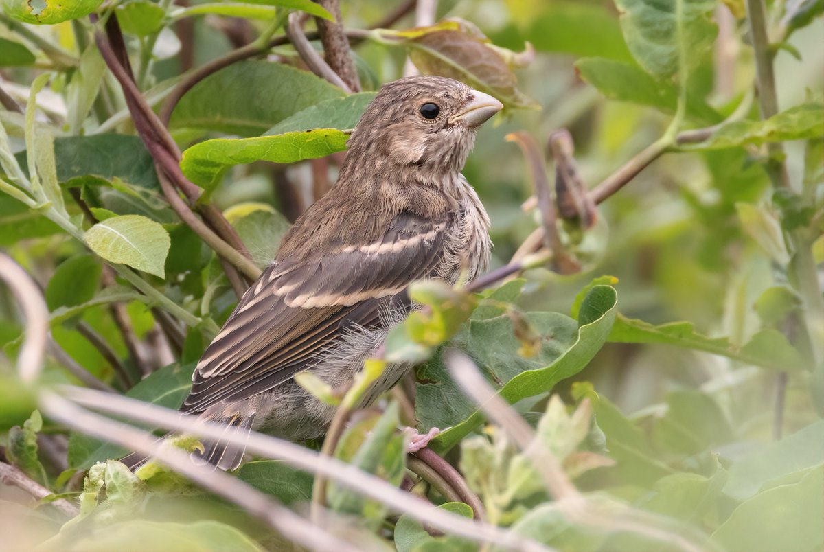 AlexPenn_1's tweet image. A new breeding species for Fair Isle this year, as a pair of Common Rosefinch have nested at the Obs, successfully fledging one youngster! It&apos;s been a real privilege to keep an eye on them, and brilliant to now see the juvenile out exploring the isle