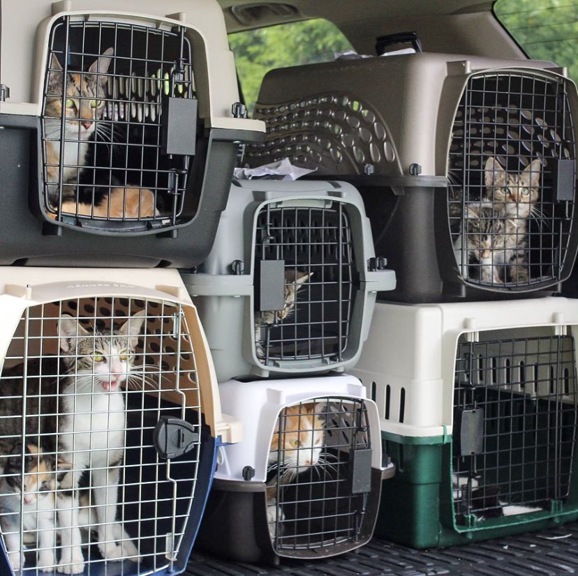 Deadly floodwaters have struck rural Kentucky, leaving countless people and pets in need of help. Kentucky Humane Society has taken in 100+ displaced animals. Help them continue reconnecting pets with their families. 14/10 for all ⬇️ 

facebook.com/donate/7857989…