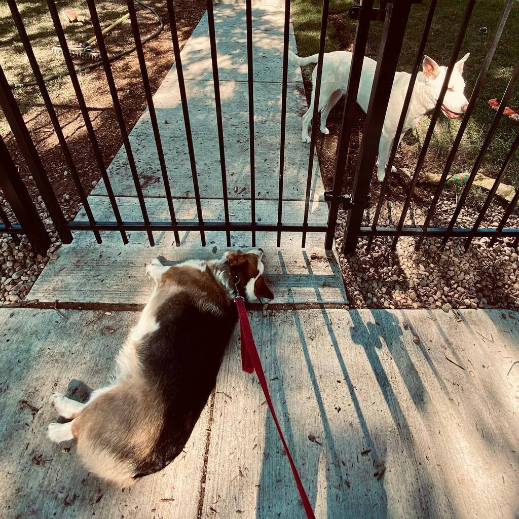 CorgMarshall's tweet image. Fell in love with a girl… instagr.am/p/Cg4lRmIONpF/