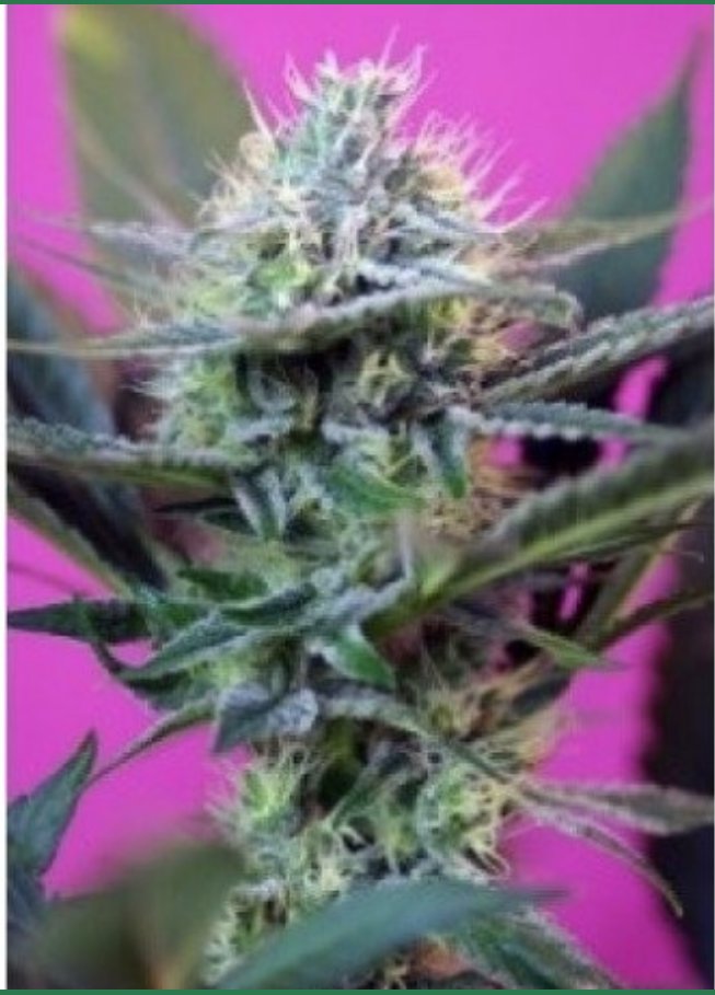 Daily Strain Pick is +Speed Autoflowering: Demon Speeding Mary Jane rewards.ganja.com/strainbase/spe… #ganja #cannabis #marijuana #weed #legalizeit #youmusburndeganja