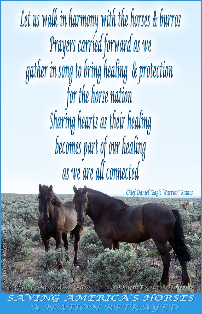 savingamehorses's tweet photo. Feel Good Friday ~ Finding balance with blessings of light and harmony through healing &amp; compassion ~ from the team at Saving America’s Horses

Let us walk in harmony with the Horses &amp; burros
@savingamehorses #wildhorses #Healing 
https://t.co/yn6bu77qZr https://t.co/syyv9cptYA