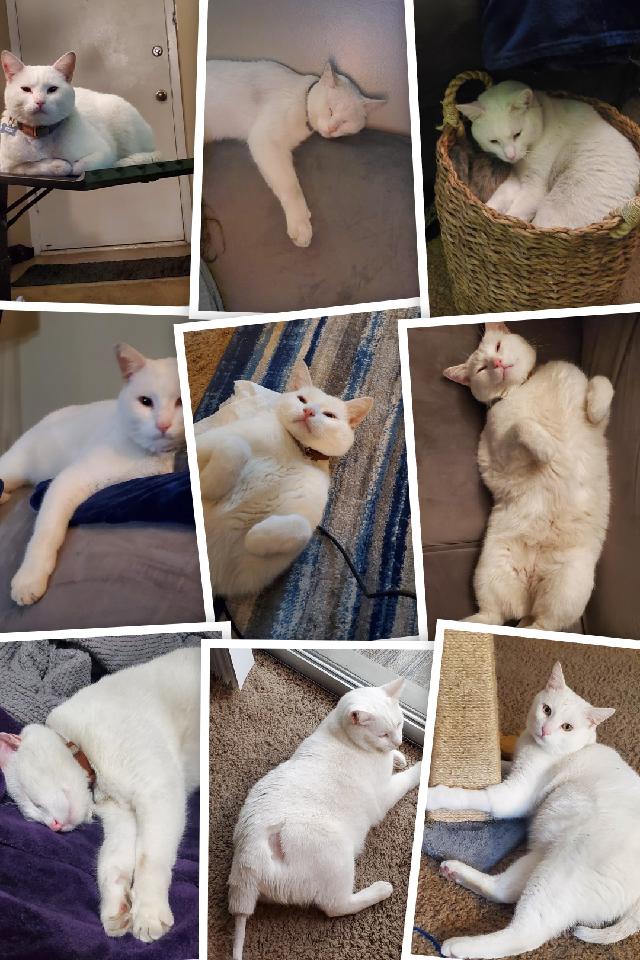 IkeB247's tweet image. El Diablo Blanco aka "Snowflake" my good friend.